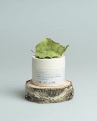 Forest Face & Body Cream Forest Riot